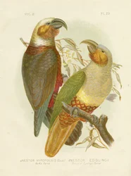 カカオウム、1891年